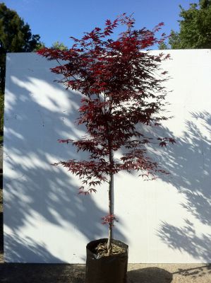 Acer Palmatum Bloodgood - Acer Palmatum Bloodgood (Red Japanese Maple