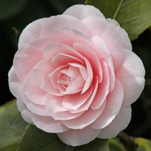 Camellias - Camellias