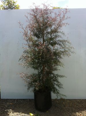 Leptospermum Macrocarpum Copper Sheen (Australian Tea Tree) - Leptospermum Macrocarpum Copper Sheen