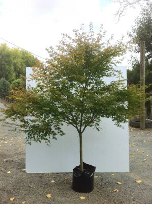 Acer Palmatum (Japanese Maple) - Acer Palmatum