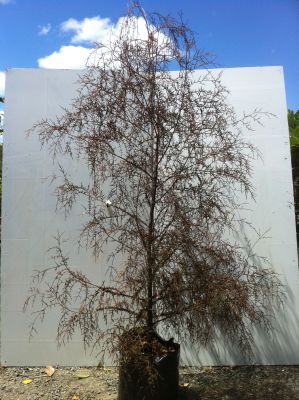 Dacrycarpus Dacrydioides (Kahikatea/White Pine) - Dacrycarpus Dacrydioides