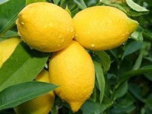 Lemon - Yen Ben - Lemon