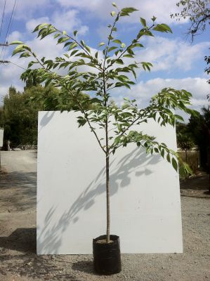 Prunus Serrulata Shirotae (Mt Fuji Cherry) - Prunus Serrulata Shirotae