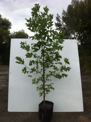 Platanus Hispanica Acerifolia (London Plane) - Platanus Hispanica Acerifolia