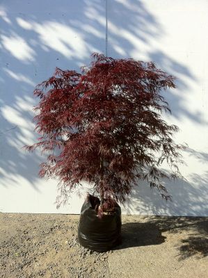 Acer Palmatum Dissectum  Crimson Queen (Red Weeping Maple) - Acer Palmatum Dissectum