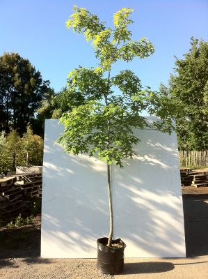 Quercus Coccinea (Scarlet Oak) - Quercus Coccinea
