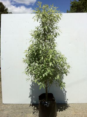 Pittosporum Eugenoides Variegata (Variegated Lemonwood) - Pittosporum Eugenoides Variegata